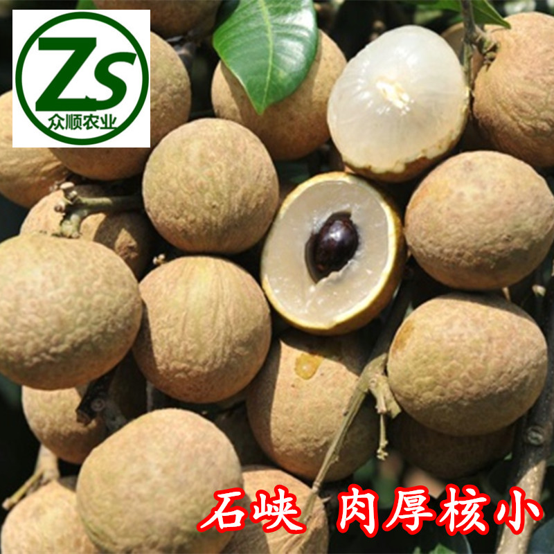 龍眼樹苗 嫁接龍眼石峽 儲良 眾順農(nóng)業(yè) 龍眼樹苗 石峽 儲良