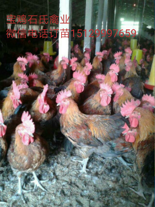 固原土雞苗 固原土雞苗 寶雞石氏禽業(yè)雞苗供應(yīng)基地