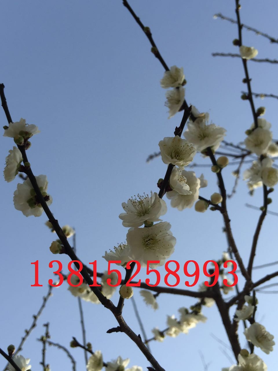 蘇州庭院別墅綠化、景觀綠化工程、庭院別墅綠化設(shè)計施工、蘇州綠化苗木