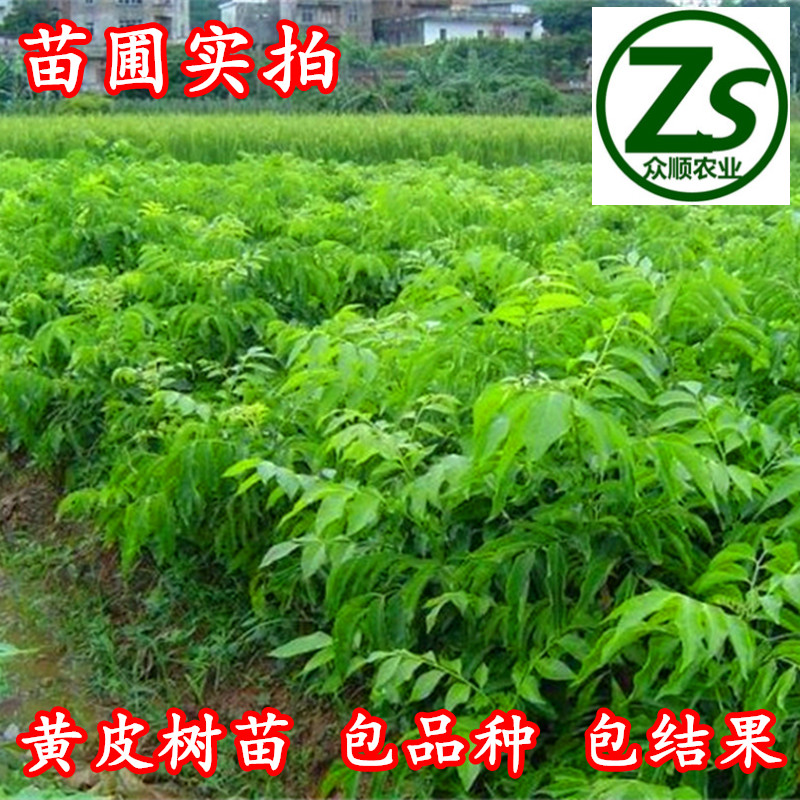 黃皮樹苗 大雞心黃皮 無核黃皮