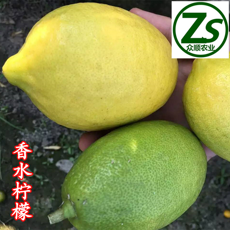 檸檬樹苗 香水檸檬