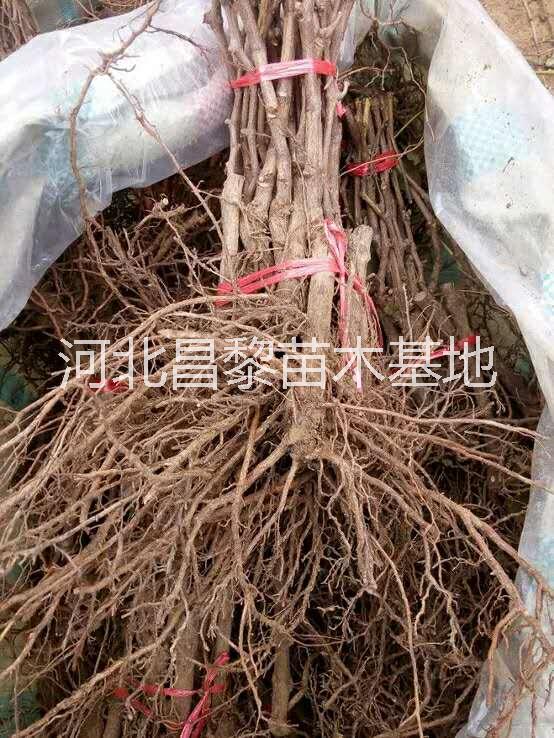 貴州葡萄苗供應(yīng)商 貴州葡萄苗 貴州葡萄苗價格