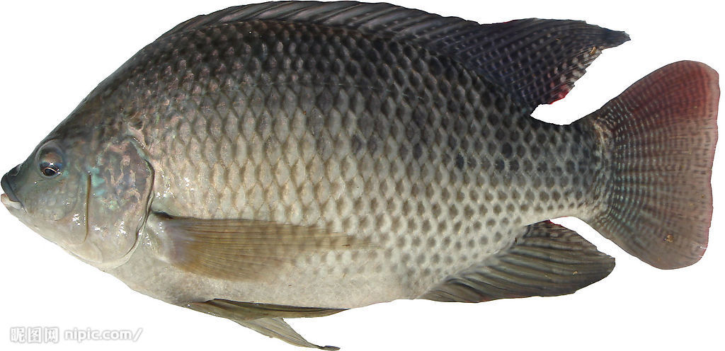 廣東羅非魚苗 廣羅非魚苗 羅非魚苗 魚苗養(yǎng)殖 羅非魚苗價格