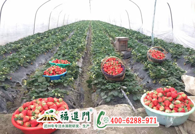 大棚草莓水溶肥哪家好？