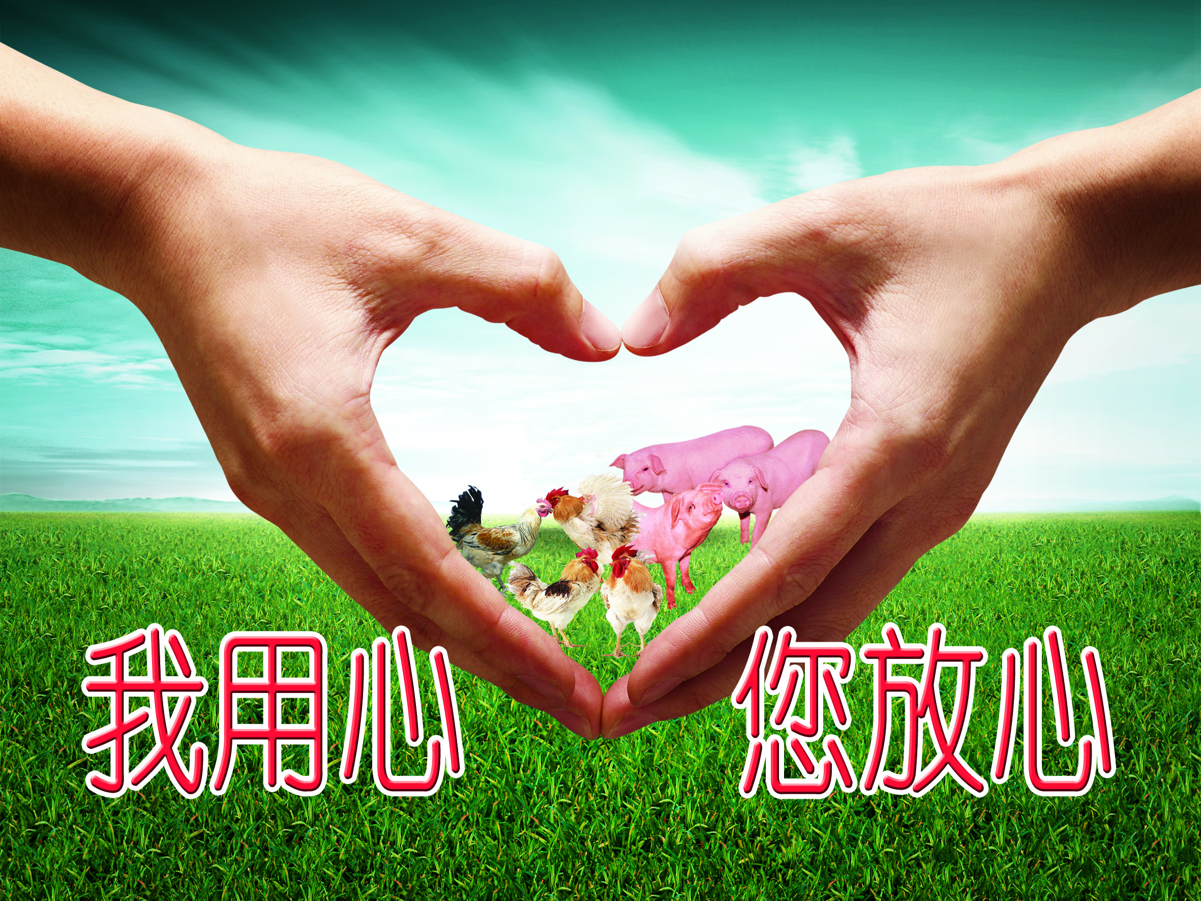 百毒清  母豬保健，調(diào)節(jié)*系統(tǒng)  銀翹散河南安普生物