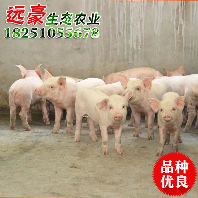 三元仔豬 苗豬 小仔豬價格 江蘇大型養(yǎng)殖場批發(fā)三元仔豬價格