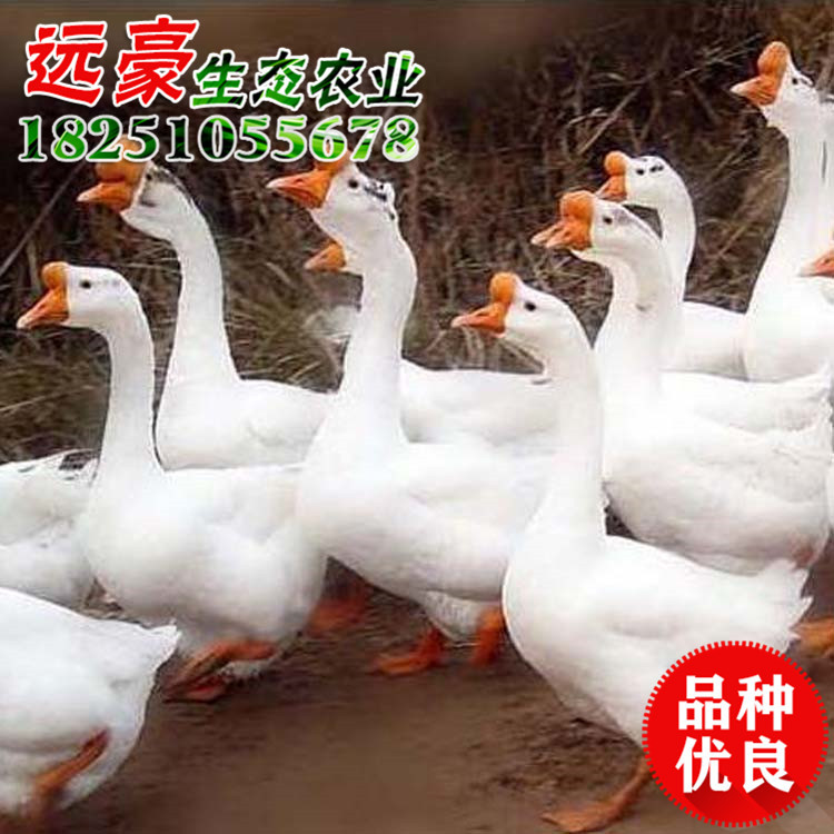 批發(fā)皖西白鵝苗 皖西大白鵝小苗 優(yōu)質(zhì)皖西白鵝鵝苗品種齊全