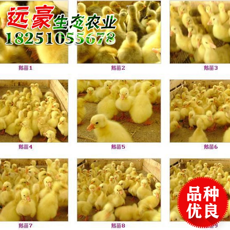 批發(fā)皖西白鵝苗 皖西大白鵝小苗 優(yōu)質(zhì)皖西白鵝鵝苗品種齊全