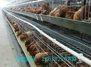 優(yōu)質(zhì)華裕 海蘭灰青年雞 海蘭灰蛋雞青年雞 海蘭褐蛋雞青年雞 優(yōu)質(zhì)海蘭褐蛋雞青年雞