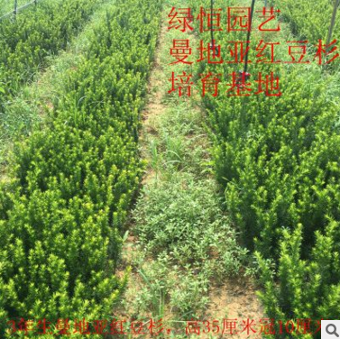 苗木批發(fā)曼地亞紅豆杉 地栽盆栽盆景曼地亞掛果紅豆杉