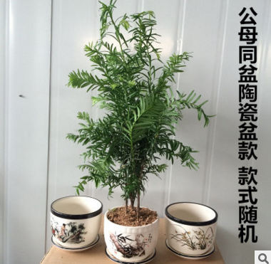 *出售*紅豆杉盆栽室紅豆杉綠植 室內(nèi)南方紅豆杉 紅豆杉樹(shù)苗 紅豆杉樹(shù)苗室內(nèi)大型綠植