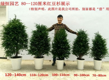 *出售*紅豆杉盆栽室紅豆杉綠植 室內(nèi)南方紅豆杉 紅豆杉樹(shù)苗 紅豆杉樹(shù)苗室內(nèi)大型綠植
