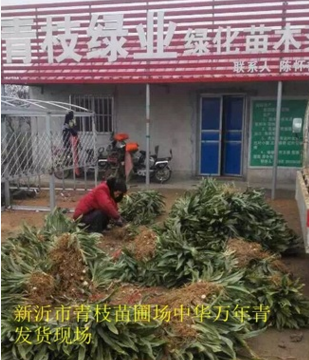 批發(fā)綠化苗木花卉花灌木室內(nèi)盆栽 中華萬年青 中華萬年青盆栽盆景