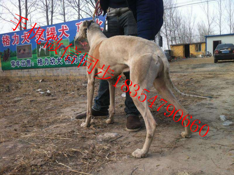 全活格力犬多少錢一只