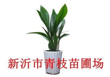 苗木批發(fā)曼地亞紅豆杉 地栽盆栽盆景曼地亞掛果紅豆杉