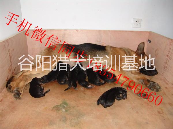 德國牧羊犬多少錢一只