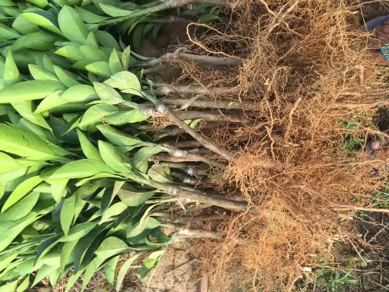 茂谷柑苗 嫁接茂谷柑苗樹苗 茂谷柑苗樹苗價(jià)格