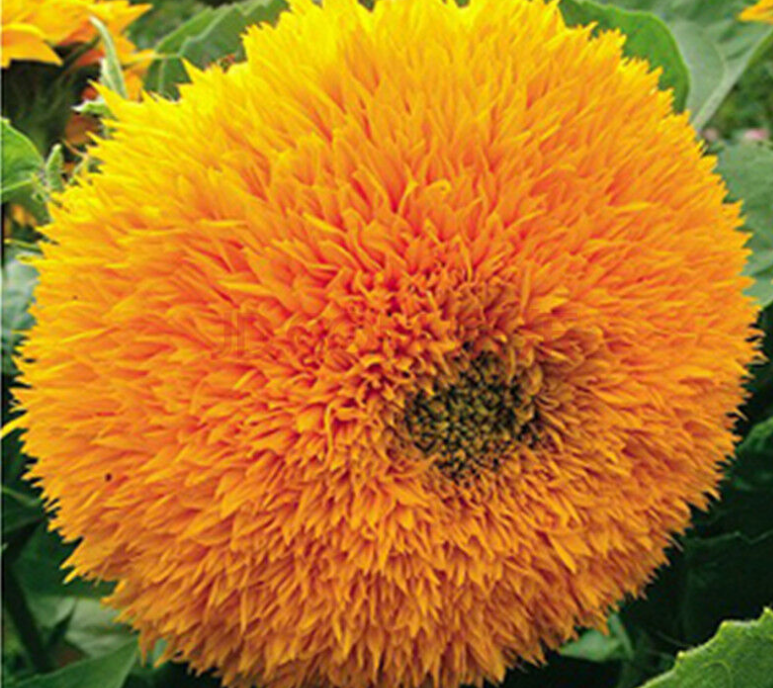 玩具熊向日葵價格貴嗎 ？玩具熊向日葵一般多少錢？ 玩具熊向日葵批