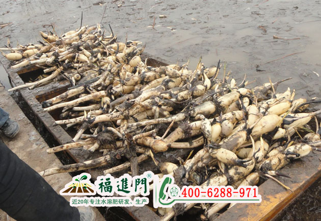 福進(jìn)門水溶肥在蓮藕上如何施用？