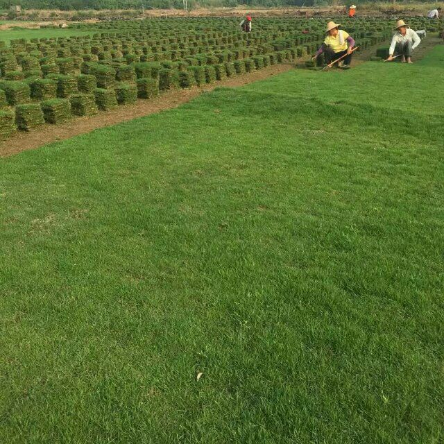 馬尼拉草皮價格