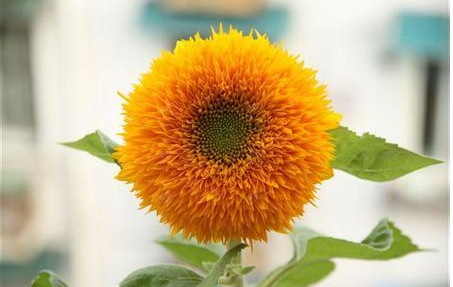 玩具熊向日葵價格貴嗎 ？玩具熊向日葵一般多少錢？ 玩具熊向日葵批