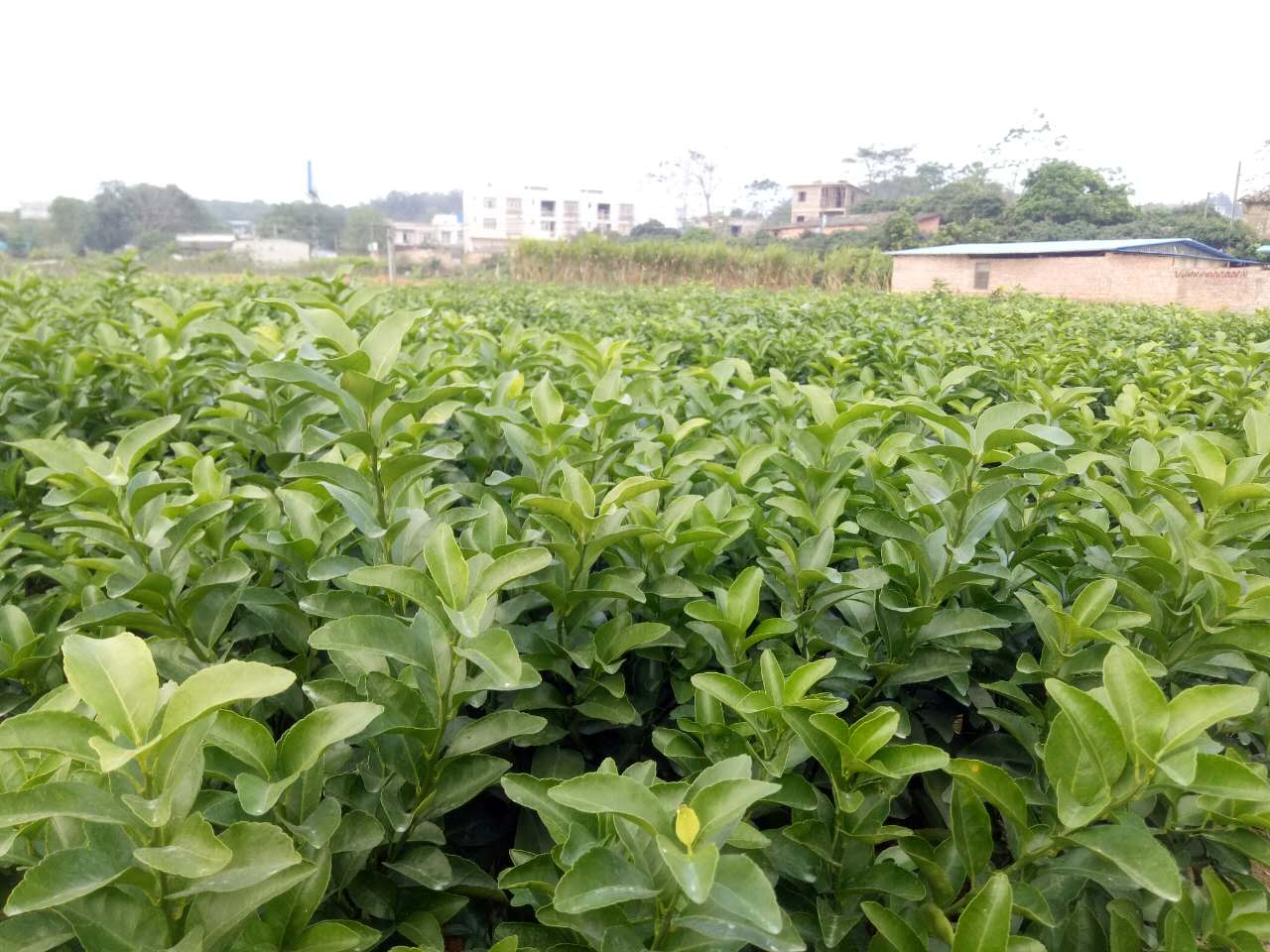 皇帝柑樹苗 皇帝柑苗貢柑果樹苗 皇帝柑苗貢柑樹苗 皇帝柑樹苗價(jià)格