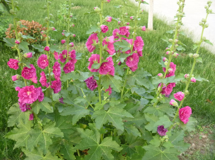 蜀葵一般多少錢  專業(yè)種植蜀葵 蜀葵種子價(jià)格貴嗎？ 江蘇蜀葵種植