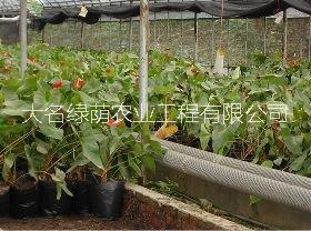 供應(yīng)溫室配套溫室采暖_溫室價(jià)格_溫室廠家_溫室造價(jià)_溫室維修