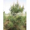 油松苗，周至油松苗多少錢(qián)一株，周至油松苗種植基地，