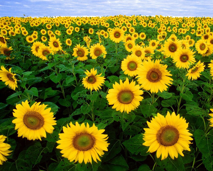 向日葵種植技術 向日葵廠家供應 江蘇向日葵價格 向日葵多少錢一斤