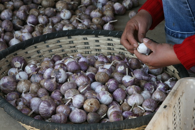 云南新鮮紅皮瓣蒜價格,紅皮瓣蒜批發(fā),紅皮瓣蒜專賣， 新鮮紫皮獨蒜價格