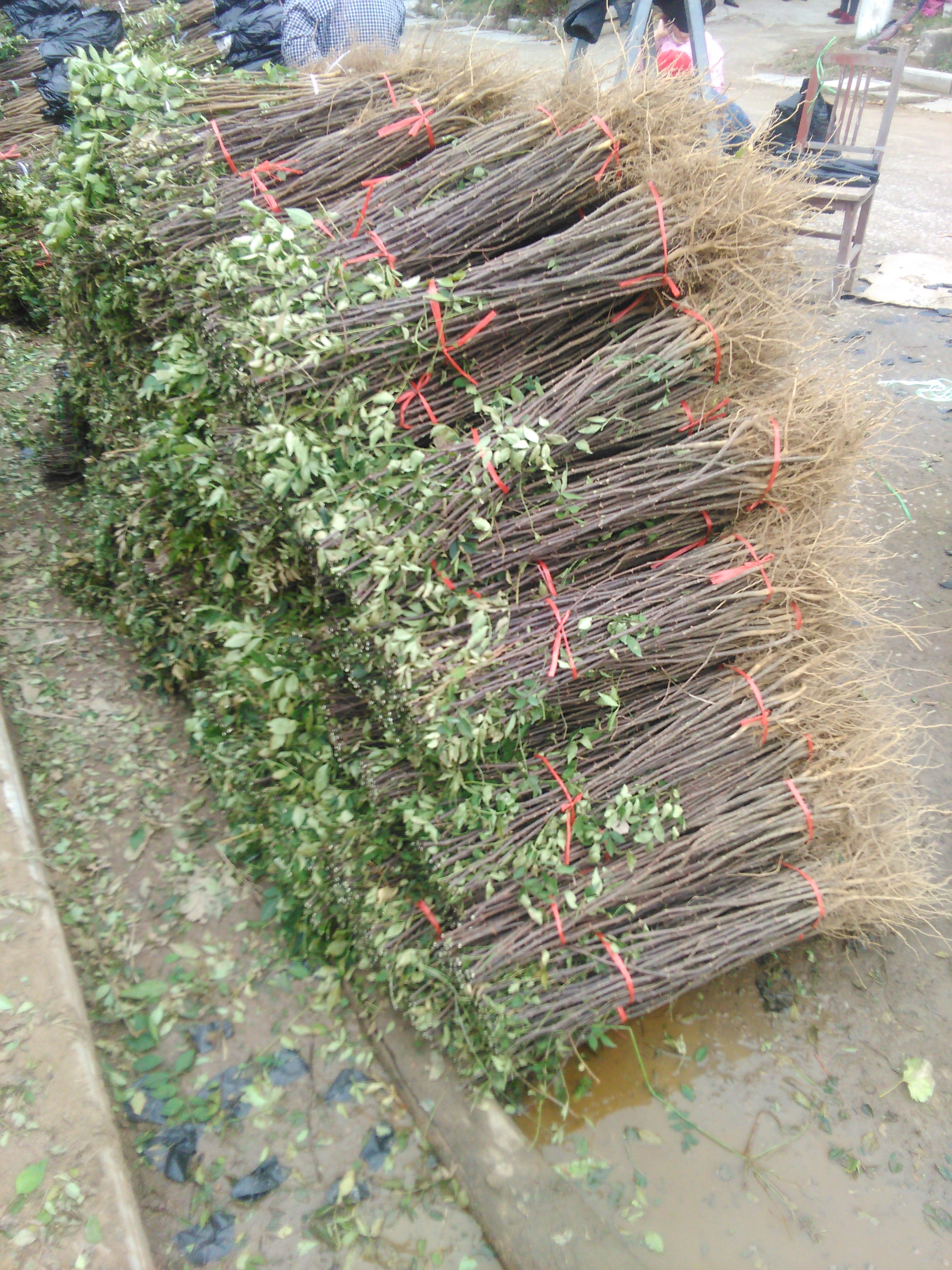 大紅袍花椒苗，獅子頭花椒苗批發(fā)