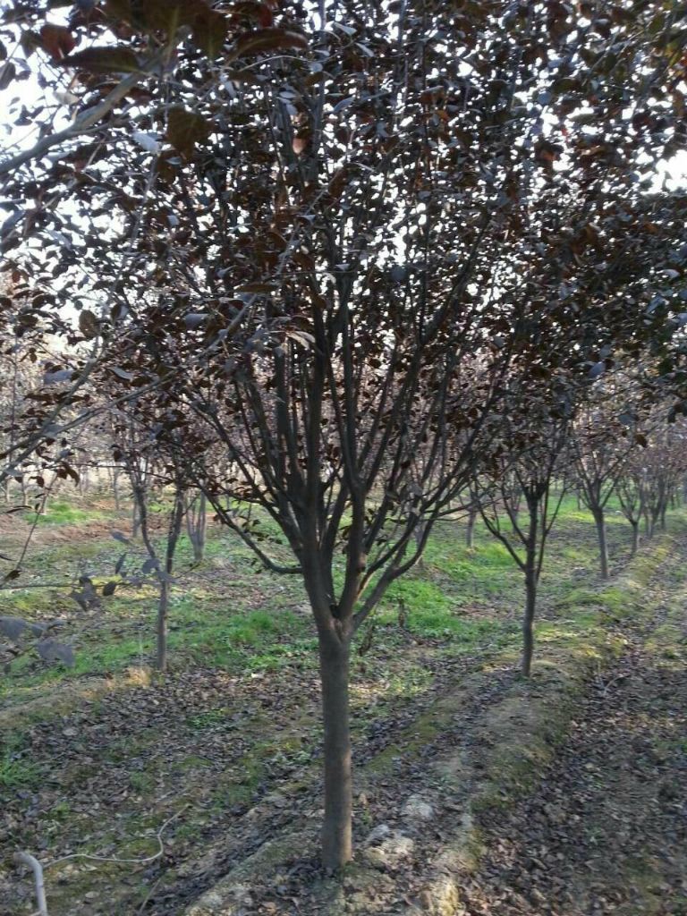 紫葉李批發(fā)，紫葉李苗木基地，江蘇紫葉李苗