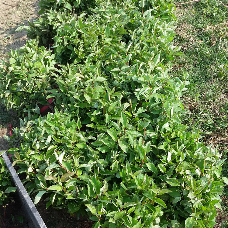 批發(fā)綠化苗木 紅瑞木 紅馬球 叢生紅瑞木 苗木批發(fā) 園林綠化植