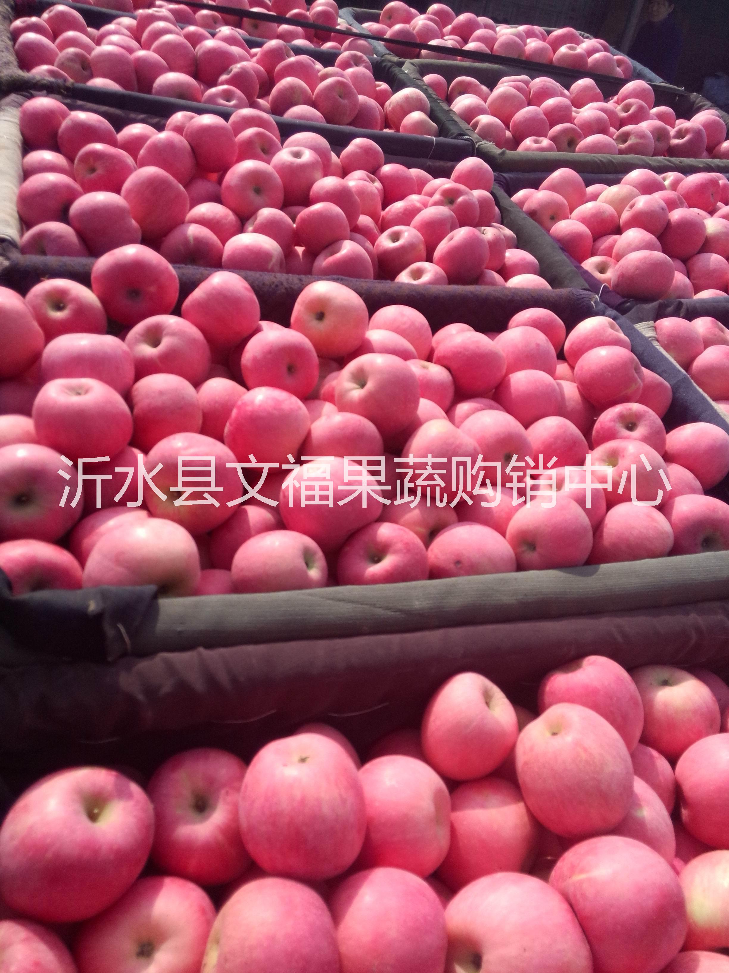 山東紅富士蘋果價格行情 紅富士蘋
