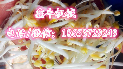 全自動(dòng)豆芽機(jī)自動(dòng)淋水鑫豐廠家直銷豆芽生產(chǎn)設(shè)備價(jià)格低 鑫豐全自動(dòng)豆芽機(jī) 鑫豐XF-11全自動(dòng)豆芽機(jī)