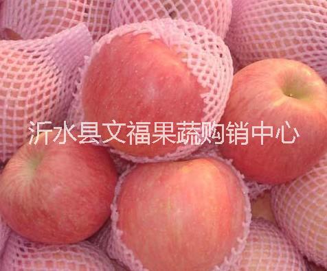 山東紅富士蘋果價格行情 紅富士蘋