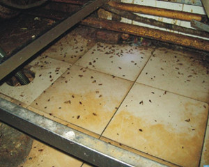 番禺殺蟲公司家庭發(fā)現(xiàn)跳蚤怎么消滅