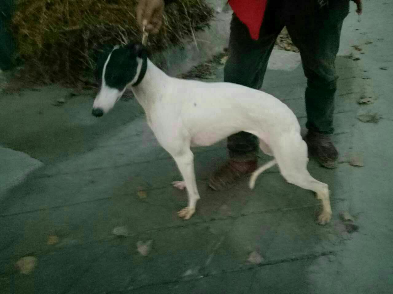 格力犬多少錢一條