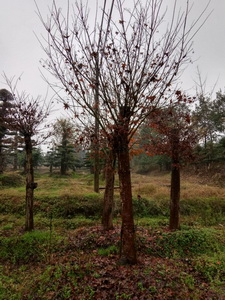 湖南15-20公分桂花 湖南15-20公分桂花價(jià)格 湖南15-20公分*桂花價(jià)格 湖南15-20公分*桂花樹價(jià)格