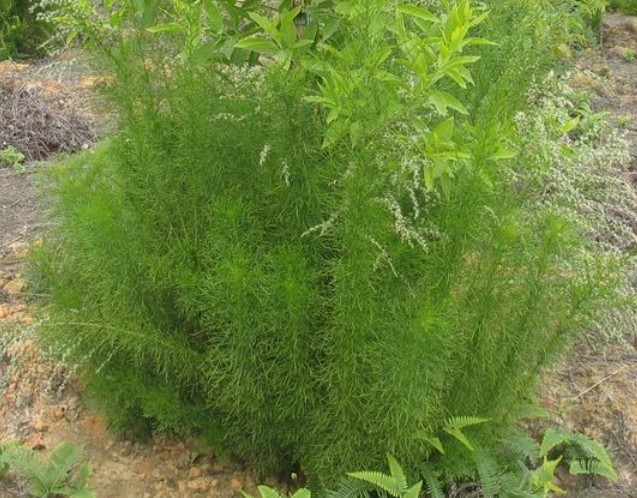 假蒿枝條 福建假蒿枝條批發(fā) 福建檀香價(jià)格，福建檀香種植，檀香寄主