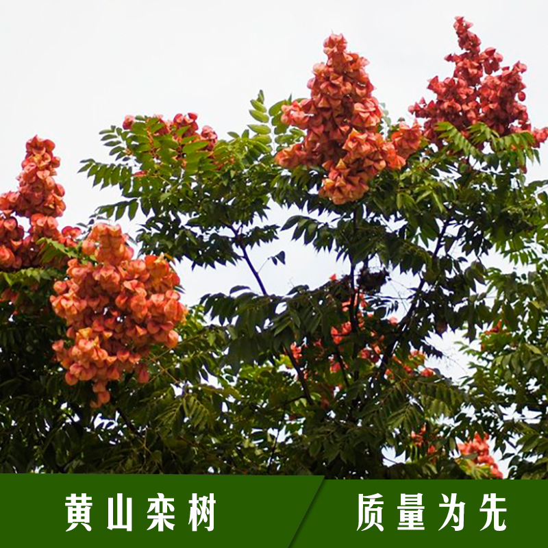黃山欒樹苗木 落葉喬木全緣葉欒樹/復羽葉欒樹/南欒大夫樹/燈籠樹