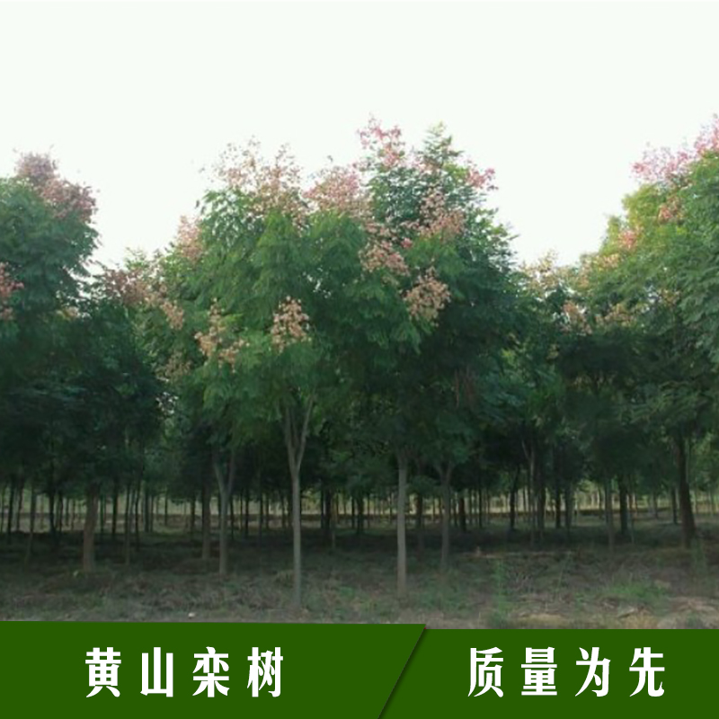 黃山欒樹苗木 落葉喬木全緣葉欒樹/復羽葉欒樹/南欒大夫樹/燈籠樹