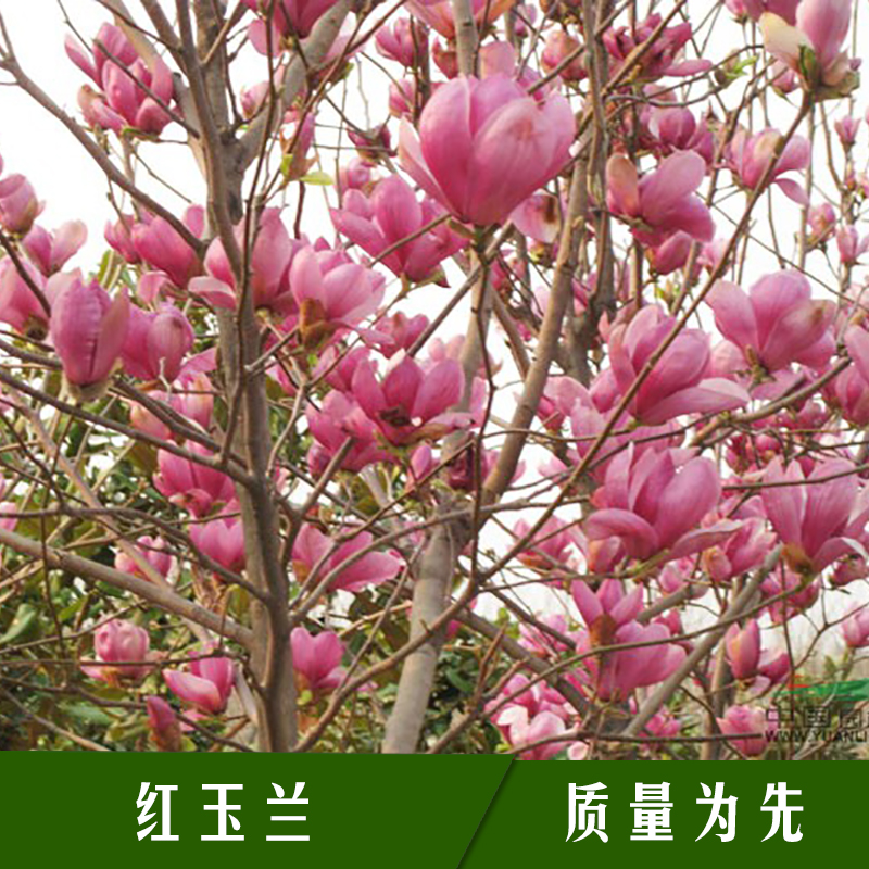 綠緣花木基地紅玉蘭樹 落葉大灌木觀花觀賞植物紅玉蘭樹苗木批發(fā)