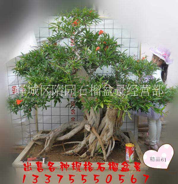 山東棗莊石榴盆景 *果樹盆栽