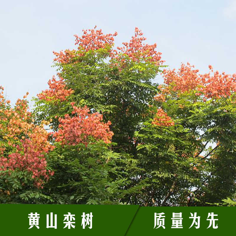 黃山欒樹苗木 落葉喬木全緣葉欒樹/復羽葉欒樹/南欒大夫樹/燈籠樹