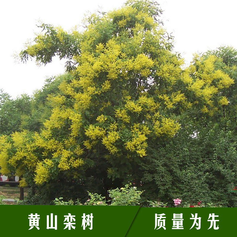 黃山欒樹苗木 落葉喬木全緣葉欒樹/復羽葉欒樹/南欒大夫樹/燈籠樹