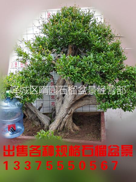 批發(fā)山東棗莊石榴盆景 盆栽果樹 批發(fā)山東棗莊石榴盆景 *盆栽