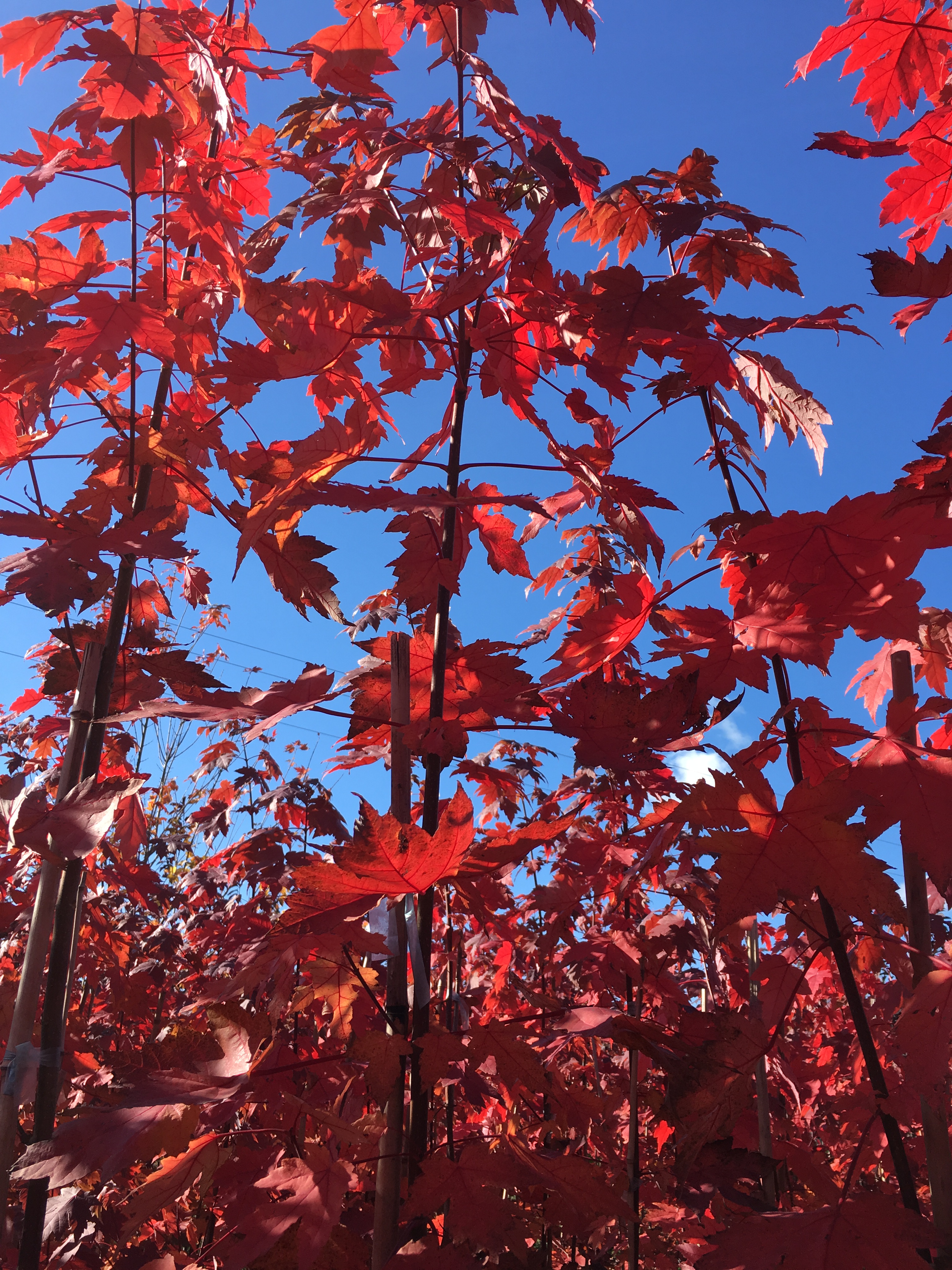 遼寧美國(guó)紅楓基地|遼寧美國(guó)紅楓批發(fā)|遼寧美國(guó)紅楓直銷(xiāo) 美國(guó)紅楓秋火焰