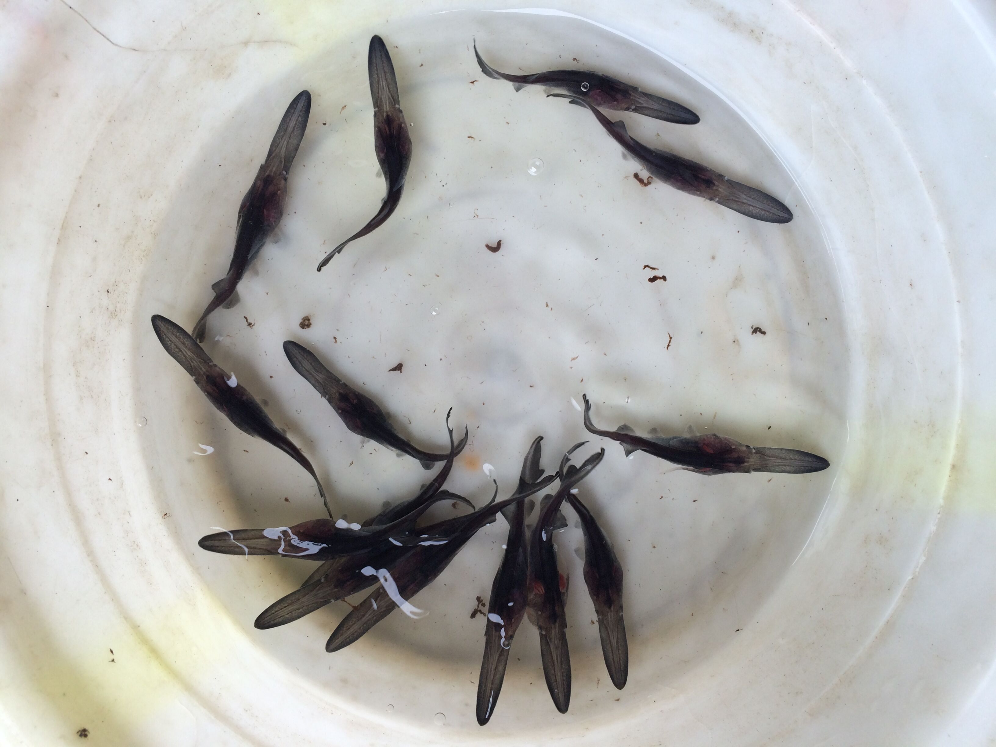 大量供應(yīng)優(yōu)質(zhì)鱘魚匙吻鱘魚苗  廣東鱘魚匙吻鱘鴨嘴魚苗批發(fā)價(jià)多少錢